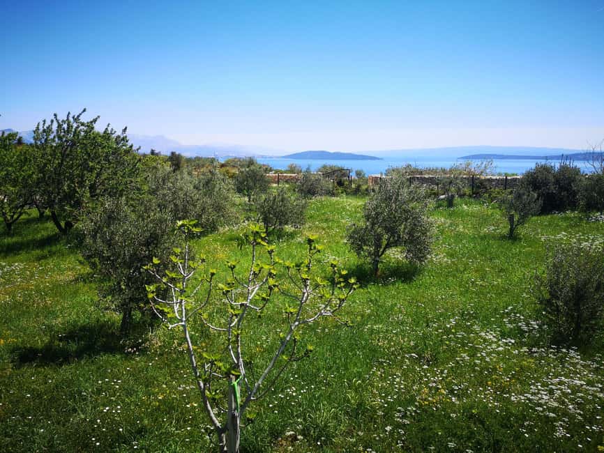 Kastela: Wine & Olive Tasting Tour w/Delicacies & Live Music - Walking among olives, almonds, and wild herbs
