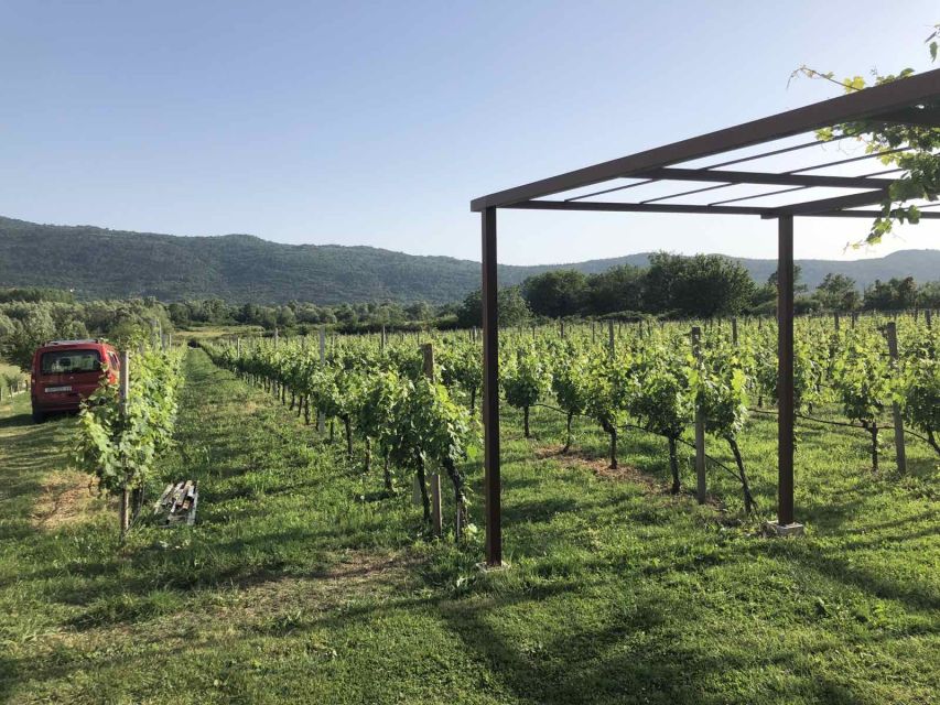 Konavle Valley: Private Half-Day Tour with Wine Tasting - The Family Winery and Southern Dalmatian Wine