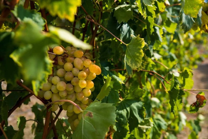 Konavle Valley: Tour with Wine Tasting from Dubrovnik - What the guide adds to the day