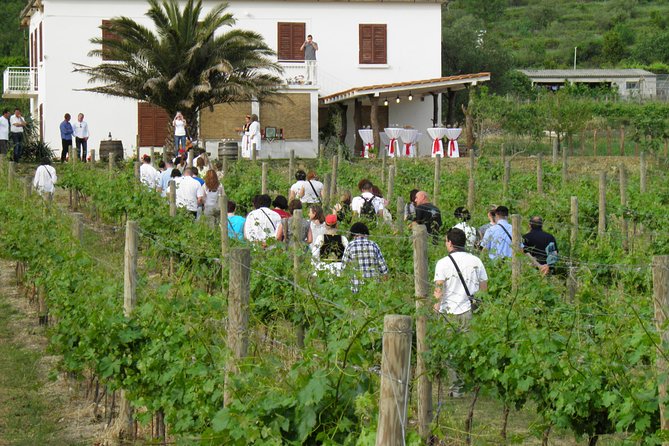 Konavle Valley Wine Tour from Dubrovnik with Train Ride and Wine Tasting - Brajković Cellar and the First Taste of Konavle