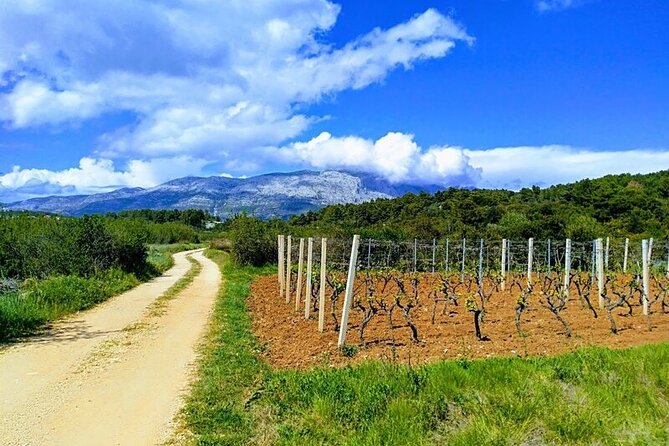 Korcula Bike & Wine Tour | Wine Tasting in Lumbarda - Tasting Grk and Posip at two family wineries