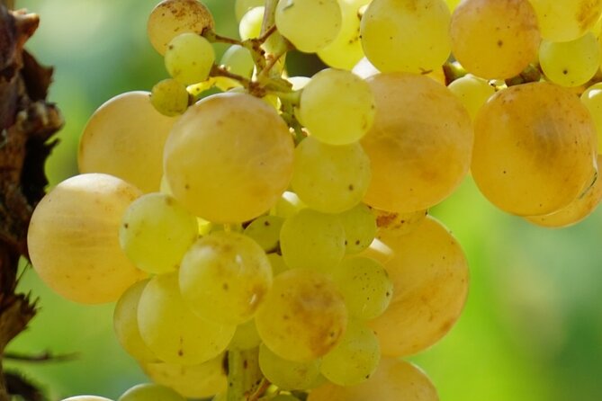 Korčula for Wine Lovers - Pošip and Grk Wines Private Tour - Vineyard roads through Lumbarda and Žrnovo