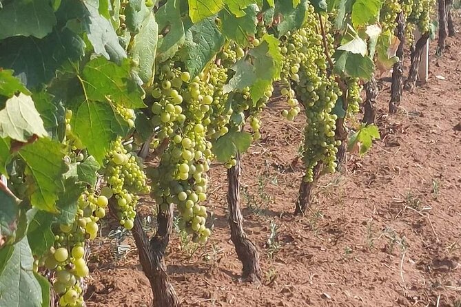 Korčula for Wine Lovers - Pošip and Grk Wines Private Tour - Is $276.86 per person a fair price?