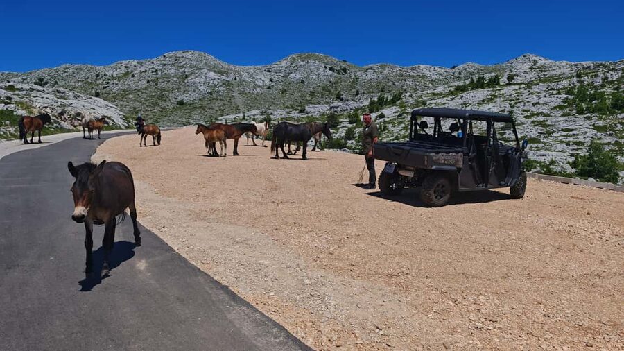 Makarska: Buggy Skywalk and Biokovo Tour - The picnic: simple food, strong sense of place