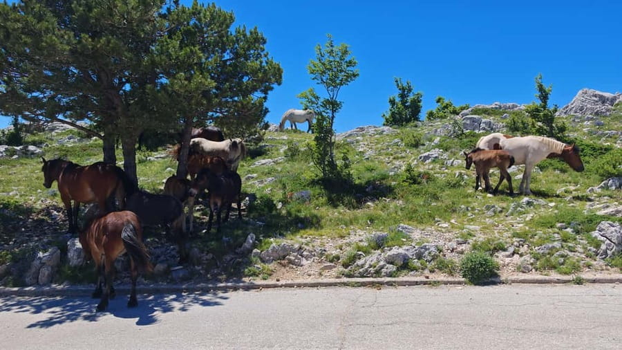 Makarska: Buggy Skywalk and Biokovo Tour - Who should book this Makarska tour?
