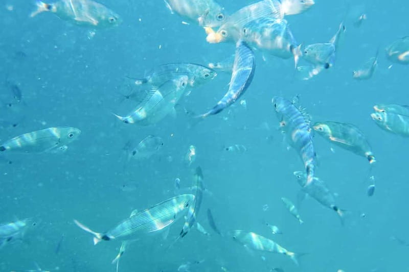 Medulin: Full-Day Boat Tour of the Archipelago w/ Lunch - What the $51 Price Really Covers