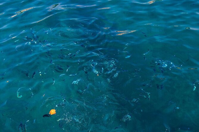 Medulin: Glass Boat Tour Experience to Kamenjak - Glass-bottom views and marine life
