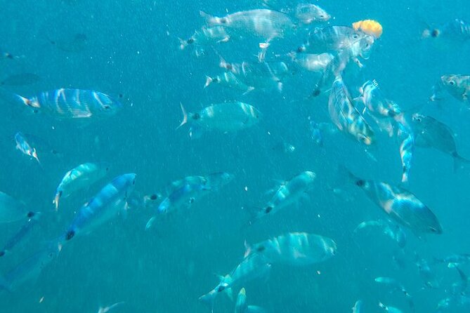 Medulin: Glass Boat Tour Experience to Kamenjak - Who should book this boat tour?