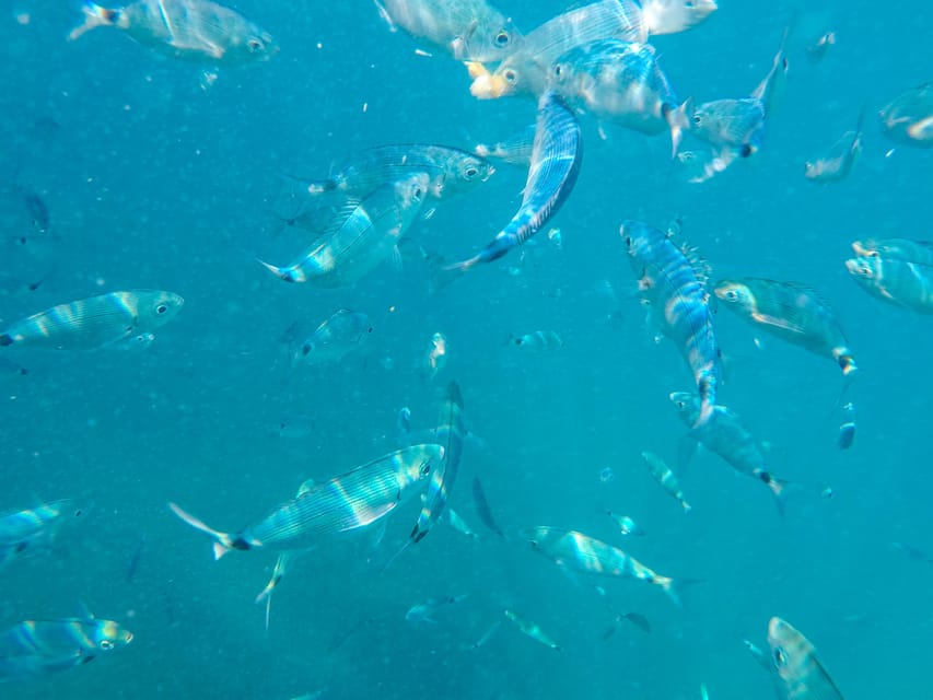 Medulin: Glass Boat Tour Experience to Kamenjak with Mermaid - Is $34 a fair price?