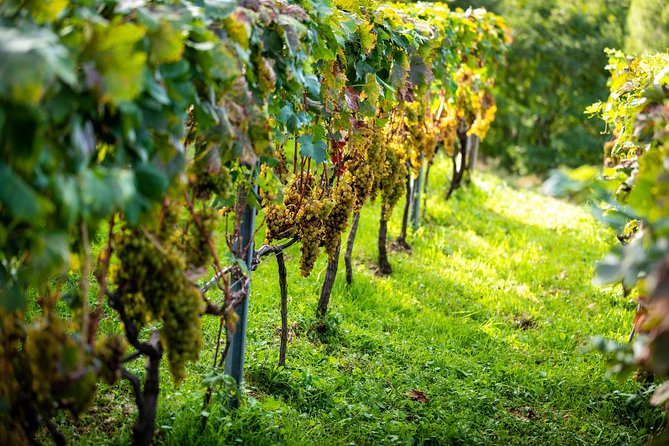 Olive farm & village - Walking through olive terraces and family farmland