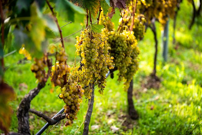 Olive farm & village - Wine, walnut liqueur, and homemade spirits