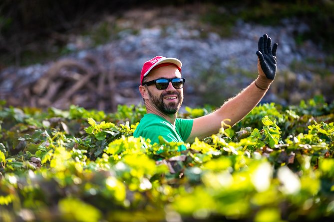 Olive farm & village - What the $84.10 price really covers