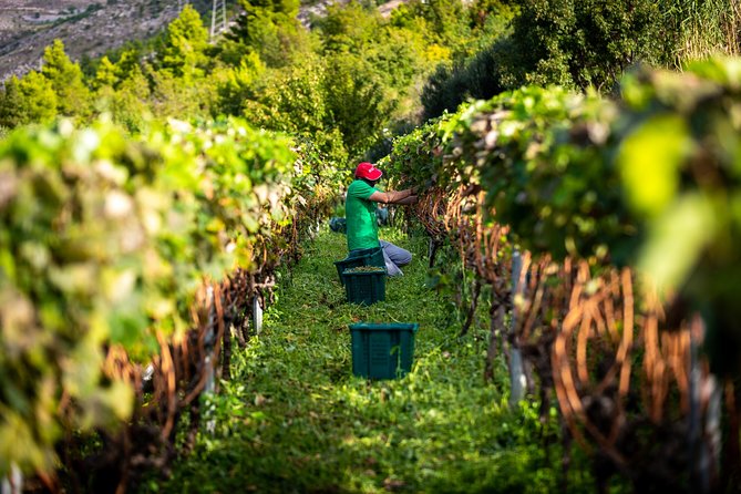 Olive farm & village - Who will enjoy this farm visit most