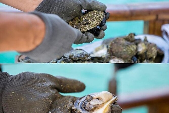 Oyster farm experience / Private day trip from Dubrovnik - Timing, weather, and cancellation details