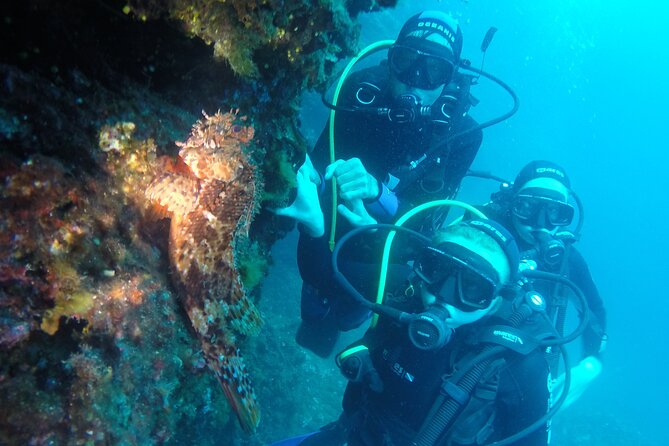 PADI Discover Scuba Diving in Dubrovnik - What you are likely to see underwater