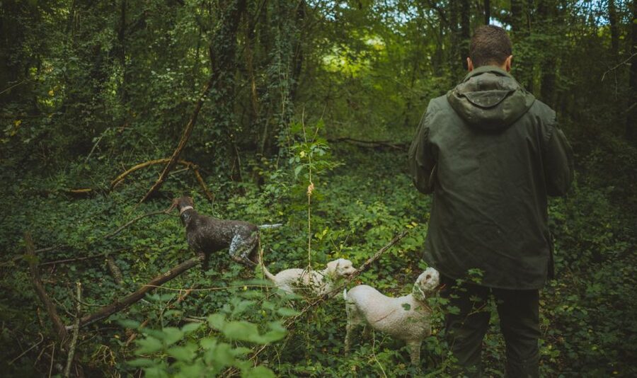 Paladini: Truffle Hunting Tour with 3-Course Tasting Menu - The tasting hall overlooking the forest