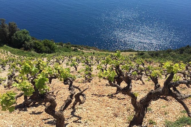 Peljesac and Ston Private Wine Tour with Tastings from Dubrovnik - Ston: medieval walls and a practical coffee break