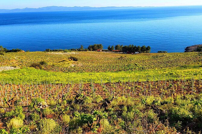 Peljesac and Ston Private Wine Tour with Tastings from Dubrovnik - What you eat, and what you need to arrange