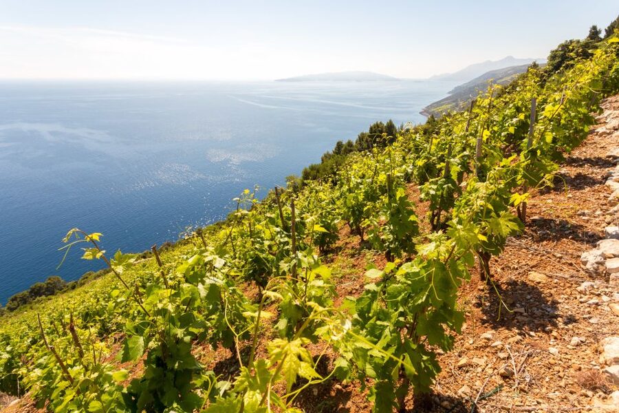 Pelješac Full-Day Wine and Food Tour from Dubrovnik - Mali Ston and oysters straight from the bay