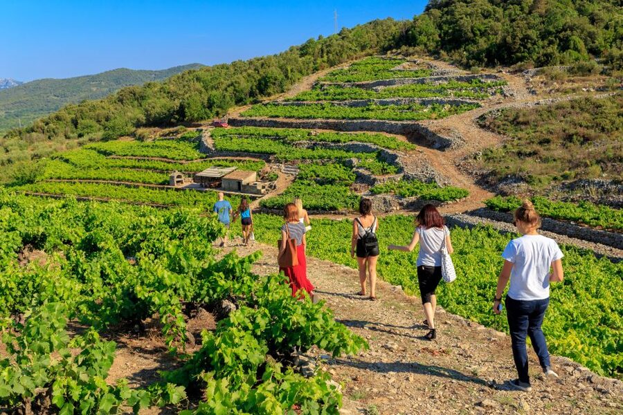 Pelješac Full-Day Wine and Food Tour from Dubrovnik - Oliver’s guiding style and the small-group advantage