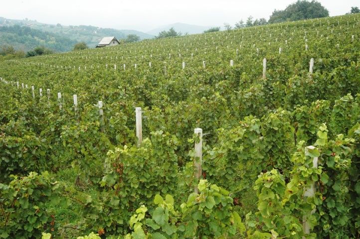 Peljesac Peninsula & Korcula Island Day-Trip from Dubrovnik - Potomje turns the final stop into a tasting