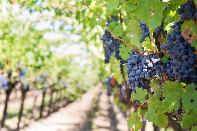 Peljesac Peninsula Wine Tasting Luxury Tour from Dubrovnik - Wine cellars and what your tasting budget covers