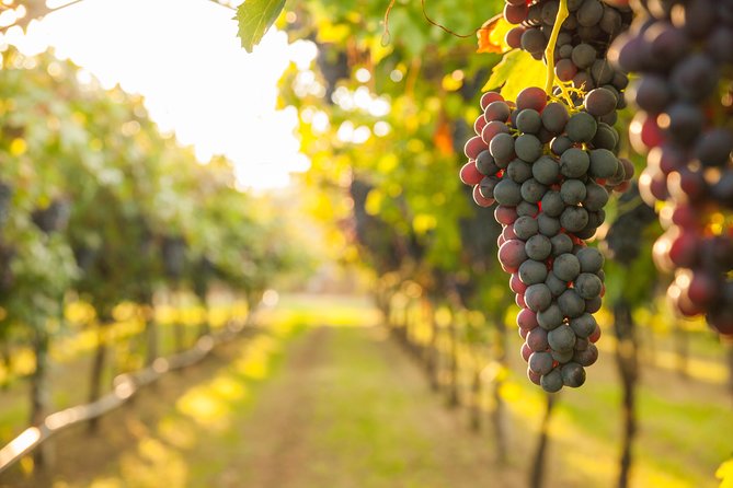 Peljesac Peninsula Wine Tasting Luxury Tour from Dubrovnik - Ston: old walls, village views, and a useful first stop
