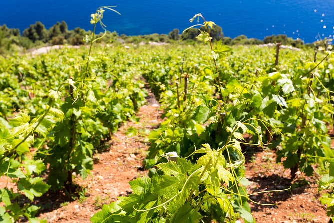 Peljesac&Ston Small-Group Food & Wine Experience from Dubrovnik - Why this Pelješac day trip feels different
