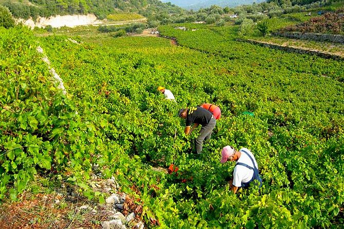 Peljesac Vineyards & Oysters - Private Day Trip from Dubrovnik-Mercedes Vehicle - Milos Winery, 45 minutes for a first tasting