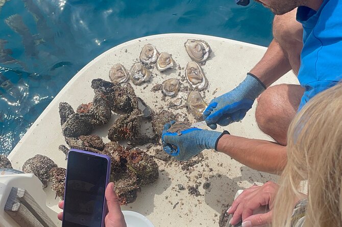 Pelješac - Wine, Oysters and Food Experience from Dubrovnik - What the $420.55 price includes