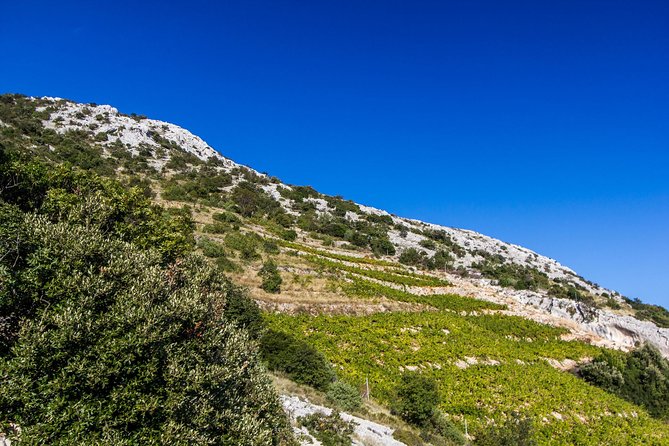 Peljesac Wine & Ston Oysters PRIVATE HALF DAY SHORE TOUR - Ponikve and the character of Peljesac wine