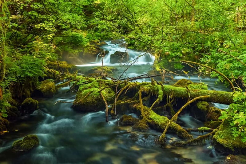 Plitvice Lakes: Guided Walking Tour with Train and Boat Ride - Why Plitvice Lakes is worth your day