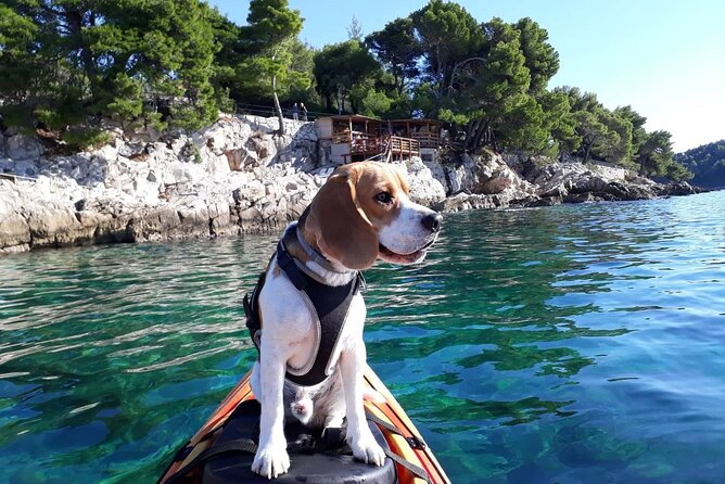 'Pomalo' Guided Sea Kayaking Tour in Cavtat - Key points to know before booking