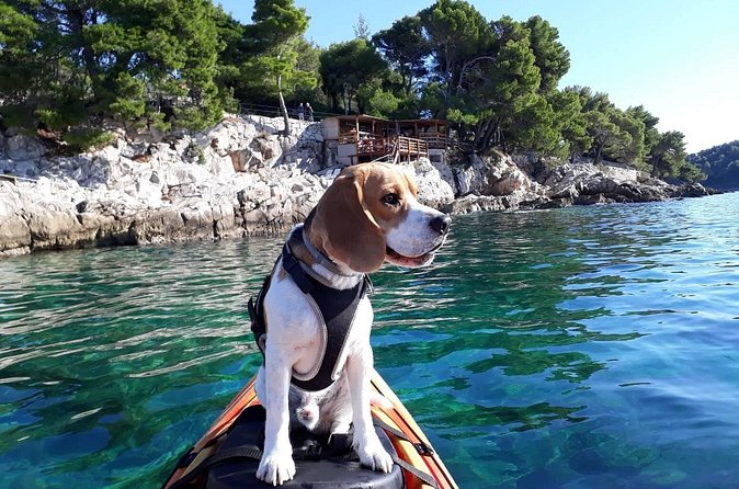 'Pomalo' Guided Sea Kayaking Tour in Cavtat - Seeing Cavtat from the harbor