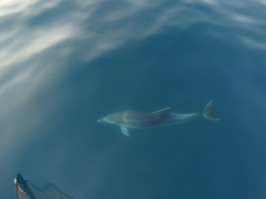 Poreč: Dolphin Spotting Cruise with Included Drinks - Should You Book the Fjera Dolphin Cruise?
