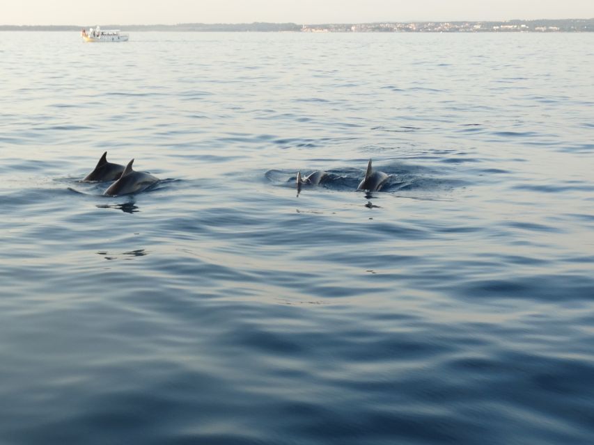 Poreč: Dolphin Spotting Cruise with Included Drinks - What the Included Drinks Add