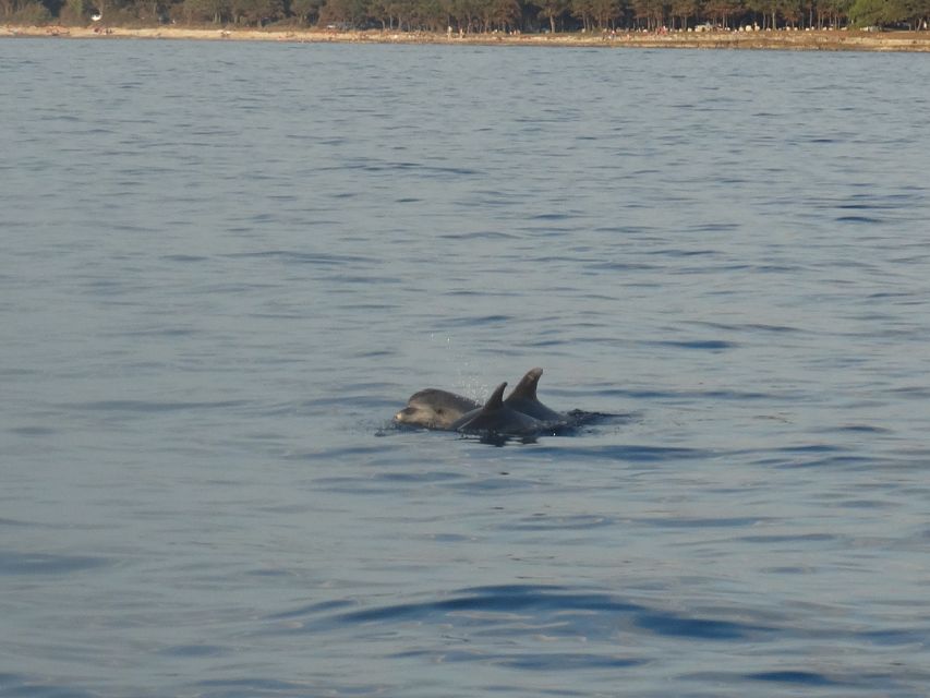 Poreč: Dolphin Spotting Cruise with Included Drinks - Who Will Get the Most From This Cruise