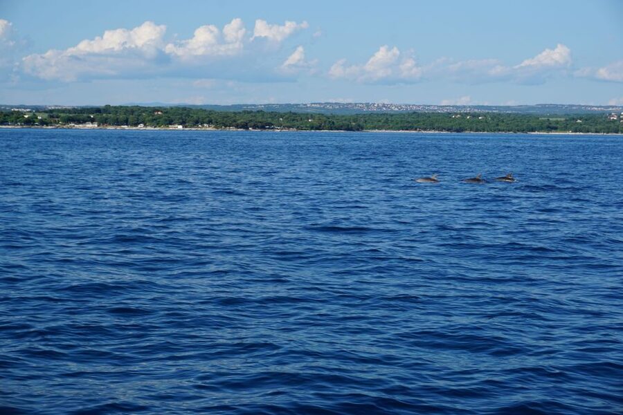 Poreč: Dolphin Spotting Cruise with Included Drinks - What to Pack and What to Expect