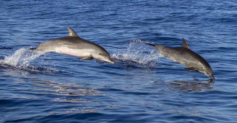 Poreč: Dolphin Spotting Cruise with Included Drinks - The Poreč Riviera From Offshore