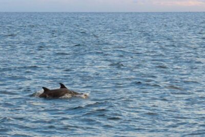 Evening Boat Trip to Discover Dolphins