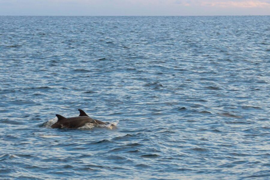 Poreč: Evening Boat Trip to Discover Dolphins - The west coast of Istria from the water