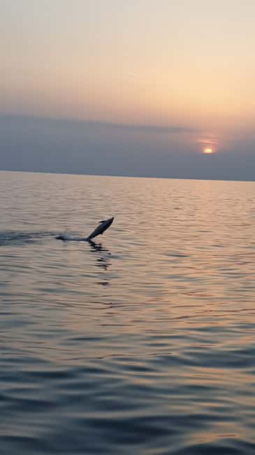 Poreč: Sunset Dolphin Safari with Dinner and Drinks - Leaving Poreč for the Istrian coast