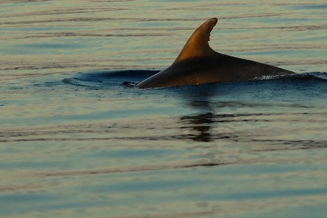 Private 7,5h Plavnik Island & Wild Bays Full-day Boat Trip - Price, group size, and practical value