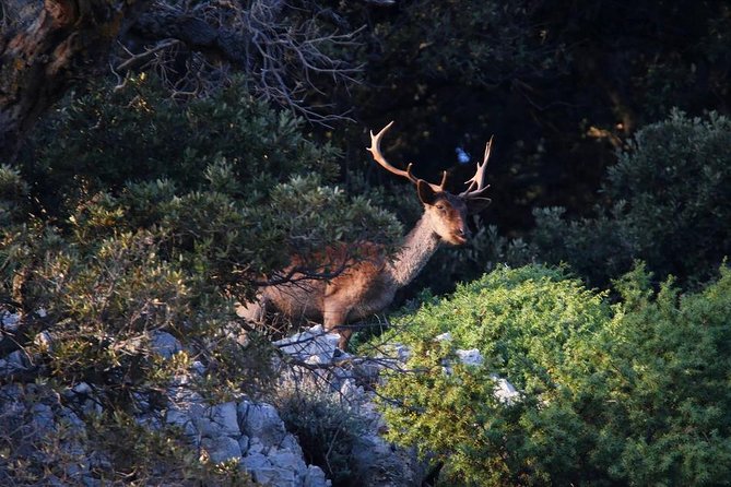 Private 7,5h Plavnik Island & Wild Bays Full-day Boat Trip - How to prepare for the seven-and-a-half-hour outing