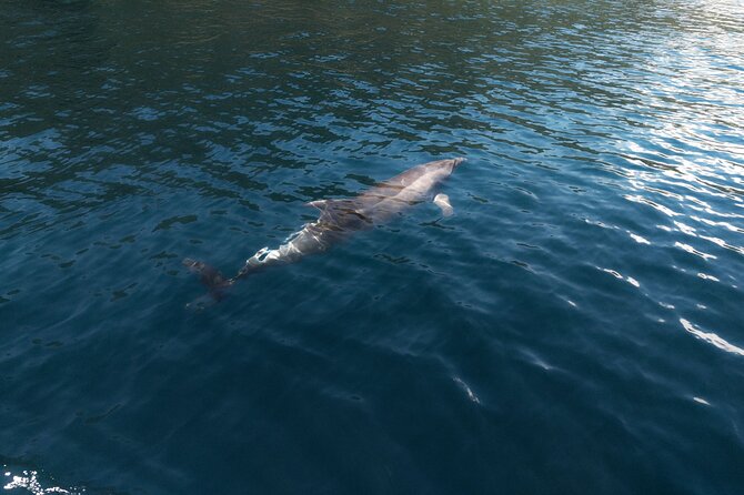 Private Boat Tours Dubrovnik Beach stops and Blue Cave tour - Water sports and beach facilities