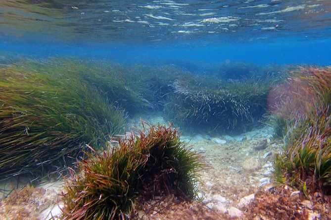 Private Half-Day Kayak Experience in Hvar and Pakleni Islands - How independent is the experience?