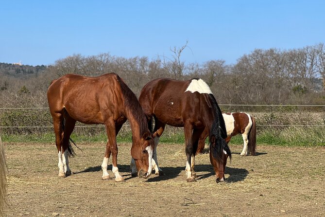 Private Horseback Riding and Family Time in Konavle Region - Why this Konavle horse ride works for families