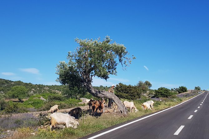Private Hvar Island Tour and Olive Oil Tasting - Who should book this private Hvar outing