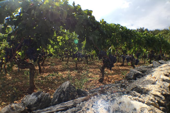 Private Hvar Wine Tasting Tour - Arriving at Duboković winery in Jelsa