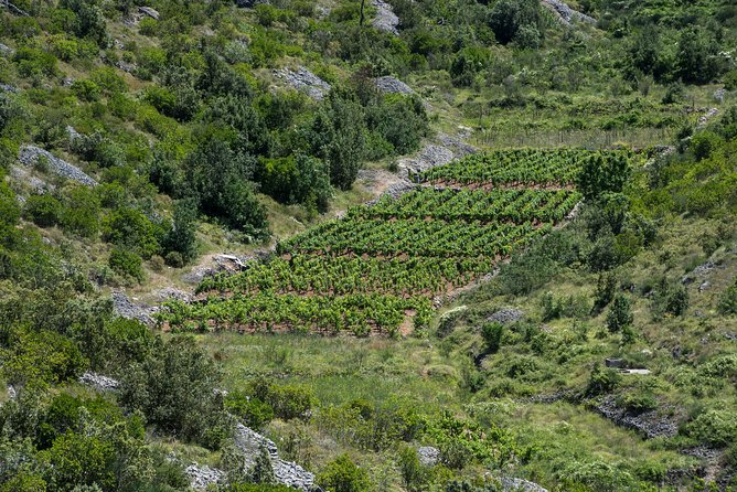Private Hvar Wine Tasting Tour - What I like, and what gives me pause